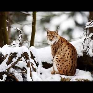 Meet your Posher, Myriam